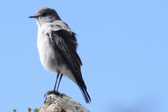 Muscisaxicola cinereus