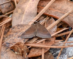 Argyrostrotis deleta