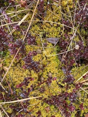 Sphagnum tenellum