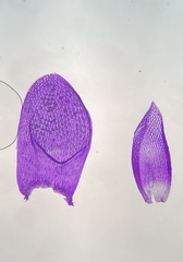 Sphagnum tenellum