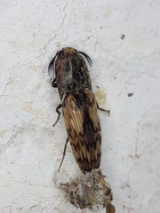 Pherhimius fascicularis