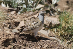 Thinocorus orbignyianus