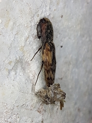 Pherhimius fascicularis