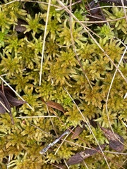Sphagnum pulchrum