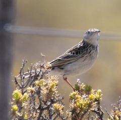Anthus furcatus