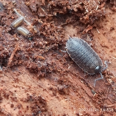 Porcellio monticola