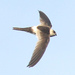 Andean Swift - Photo (c) Jan Ebr, some rights reserved (CC BY), uploaded by Jan Ebr