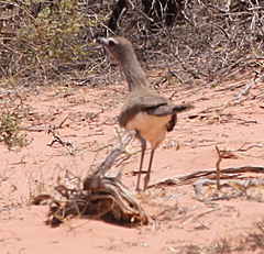 Chunga burmeisteri
