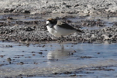 Charadrius alticola