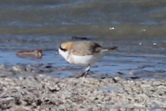 Charadrius alticola