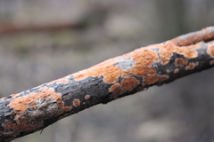 Peniophora aurantiaca