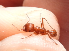 Pogonomyrmex comanche