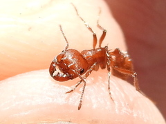 Pogonomyrmex comanche
