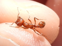 Pogonomyrmex comanche
