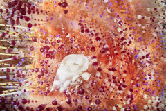 Echineulima asthenosomae