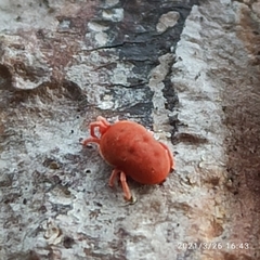 Allothrombium fuliginosum