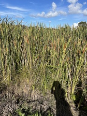 Typha orientalis