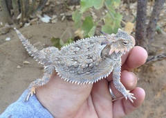 Phrynosoma coronatum