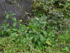 Pentaglottis sempervirens