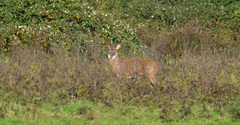 Odocoileus virginianus leucurus