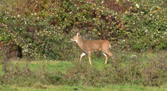 Odocoileus virginianus leucurus