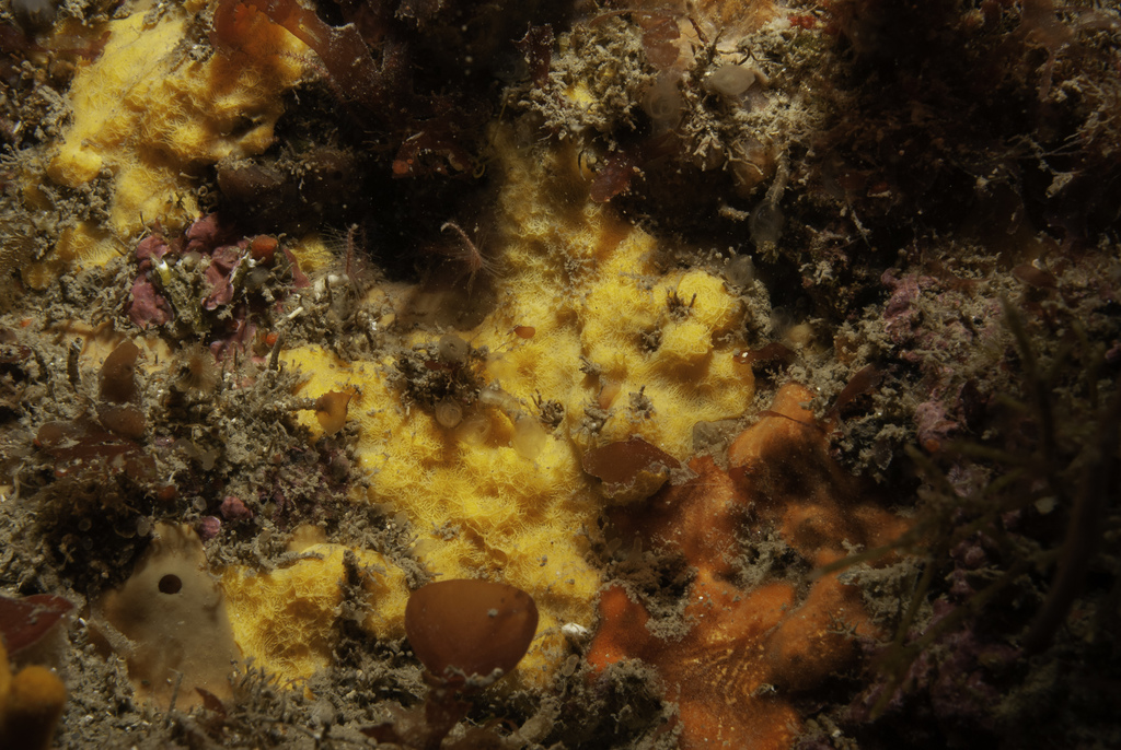 Prosuberites longispinus