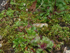 Micranthes clusii lepismigena