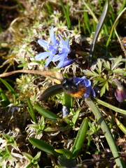 Osmia cornuta