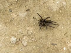 Aglaoctenus oblongus