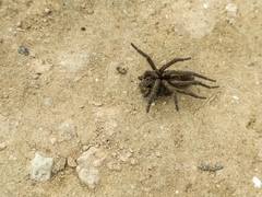 Aglaoctenus oblongus