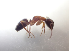 Camponotus clarithorax