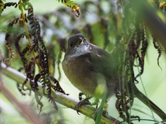 Pachycephala olivacea