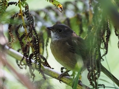 Pachycephala olivacea