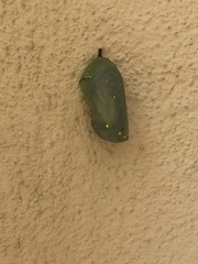 Danaus plexippus