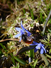 Osmia cornuta