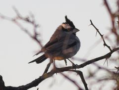 Lophospingus pusillus