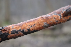 Peniophora aurantiaca