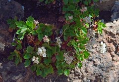 Heuchera hallii
