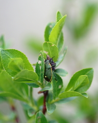 Chlorochroa juniperina