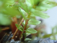 Mnium thomsonii