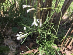 Cardamine dissecta