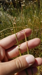 Genista umbellata