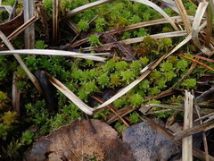 Sphagnum mendocinum