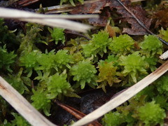 Sphagnum mendocinum