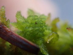 Sphagnum mendocinum