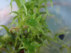 Sphagnum mendocinum