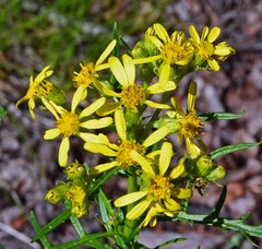 Senecio eremophilus