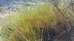 Genista umbellata