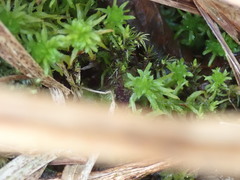 Sphagnum mendocinum