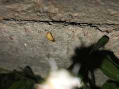 Lamprohiza mulsantii